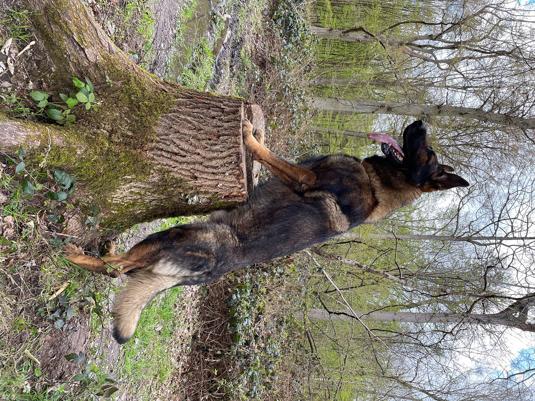 Nobel participe au concours pour gagner de l'argent avec cette photo : branch, carnivore, fawn, forest, mammal, marsupial, plant, sky, snout, tail, terrestrial_animal, tree, trunk, twig, wildlife, wood, woodland, woody_plant