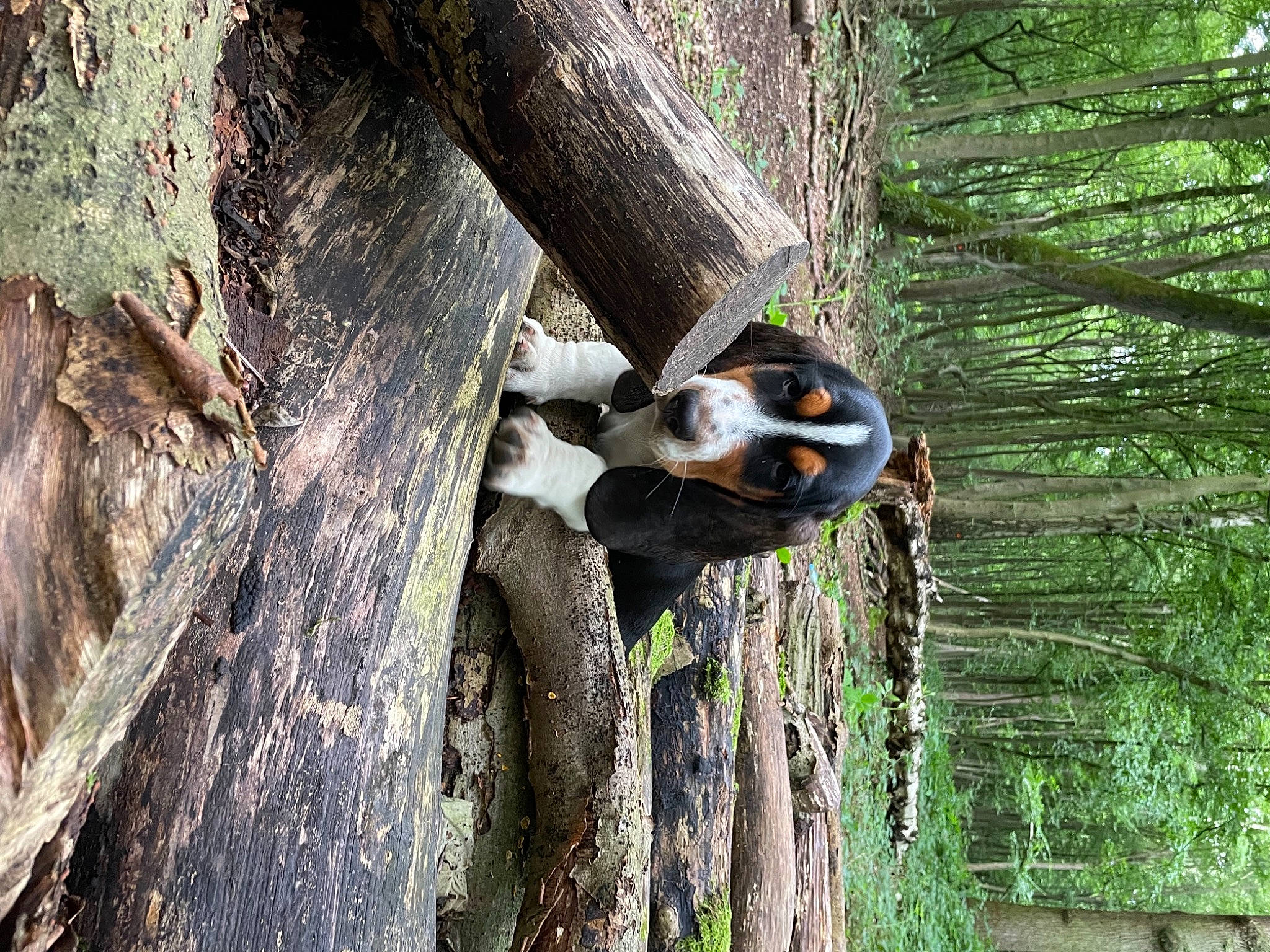 Tyrion participe au concours pour gagner de l'argent avec cette photo : adventure, beak, biome, forest, grass, jungle, leaf, old_growth_forest, organism, plant, plant_stem, recreation, temperate_broadleaf_and_mixed_forest, terrestrial_animal, terrestrial_plant, tree, trunk, twig, wood, woodland