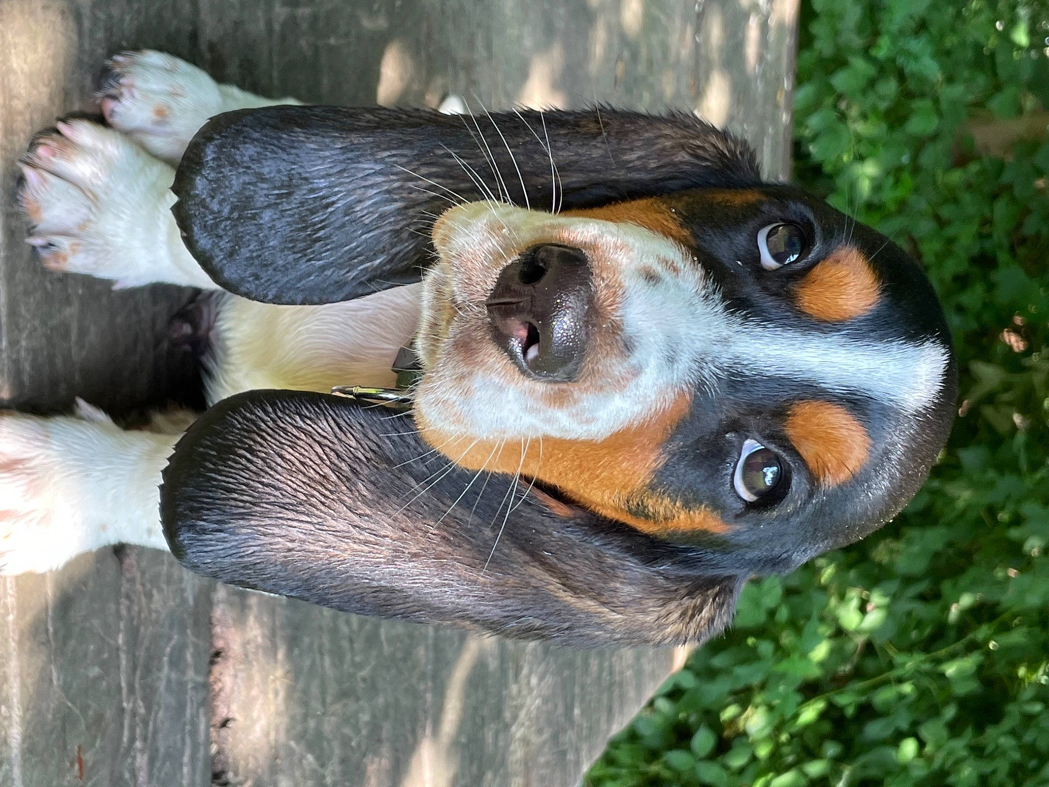 Tyrion a rejoint le concours — aidez-le/la à gagner de superbes lots ! canidae, carnivore, close_up, companion_dog, dog, dog_breed, fawn, grass, head, hound, pinscher, plant, scent_hound, snout, sporting_group, sunglasses, terrestrial_animal, whiskers, wood, working_animal