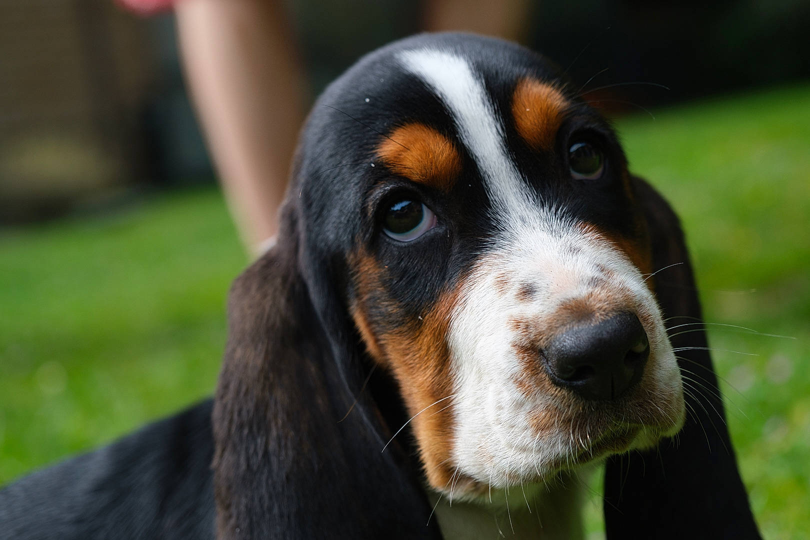 Tyrion a rejoint le concours — aidez-le/la à gagner de superbes lots ! canidae, carnivore, companion_dog, dog, dog_breed, grass, hound, hunting_dog, puppy, scent_hound, snout, sporting_group, terrestrial_animal, whiskers, working_animal, working_dog