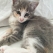Princesse participe au concours pour gagner de l'argent avec cette photo : aegean_cat, american_wirehair, asian, british_semi_longhair, carnivore, cat, domestic_short_haired_cat, european_shorthair, felidae, kitten, mammal, norwegian_forest_cat, polydactyl_cat, siberian, small_to_medium_sized_cats, tabby_cat, turkish_angora, vertebrate, whiskers