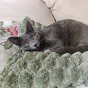 Jicha participe au concours pour gagner de l'argent avec cette photo : cat, gray_cat, pet, animal, feline, resting, blanket, cushion, sofa, indoor, cozy, fur, whiskers, ears, eyes, relaxed, home, comfort, yellow_eyes, texture