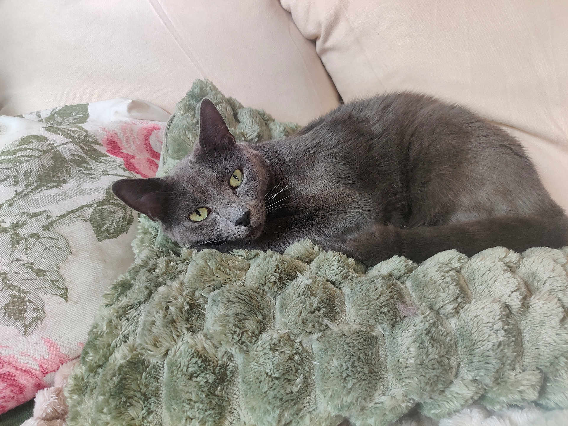 Jicha participe au concours pour gagner de l'argent avec cette photo : cat, gray_cat, pet, animal, feline, resting, blanket, cushion, sofa, indoor, cozy, fur, whiskers, ears, eyes, relaxed, home, comfort, yellow_eyes, texture