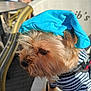 Rocky a rejoint le concours — aidez-le/la à gagner de superbes lots ! dog, hat, blue_hat, striped_shirt, pet, outdoor, chair, sunlight, furniture, blurred_background, small_dog, fur, leash, close_up, side_profile, animal, cute, calm, daylight, portrait
