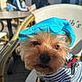 Rocky a rejoint le concours — aidez-le/la à gagner de superbes lots ! dog, small_dog, blue_hat, striped_shirt, pet_clothing, outdoor, chair, sunlight, close_up, animal_face, furry, leash, daytime, casual, cute, domestic_animal, brown_fur, portrait, pet, companion