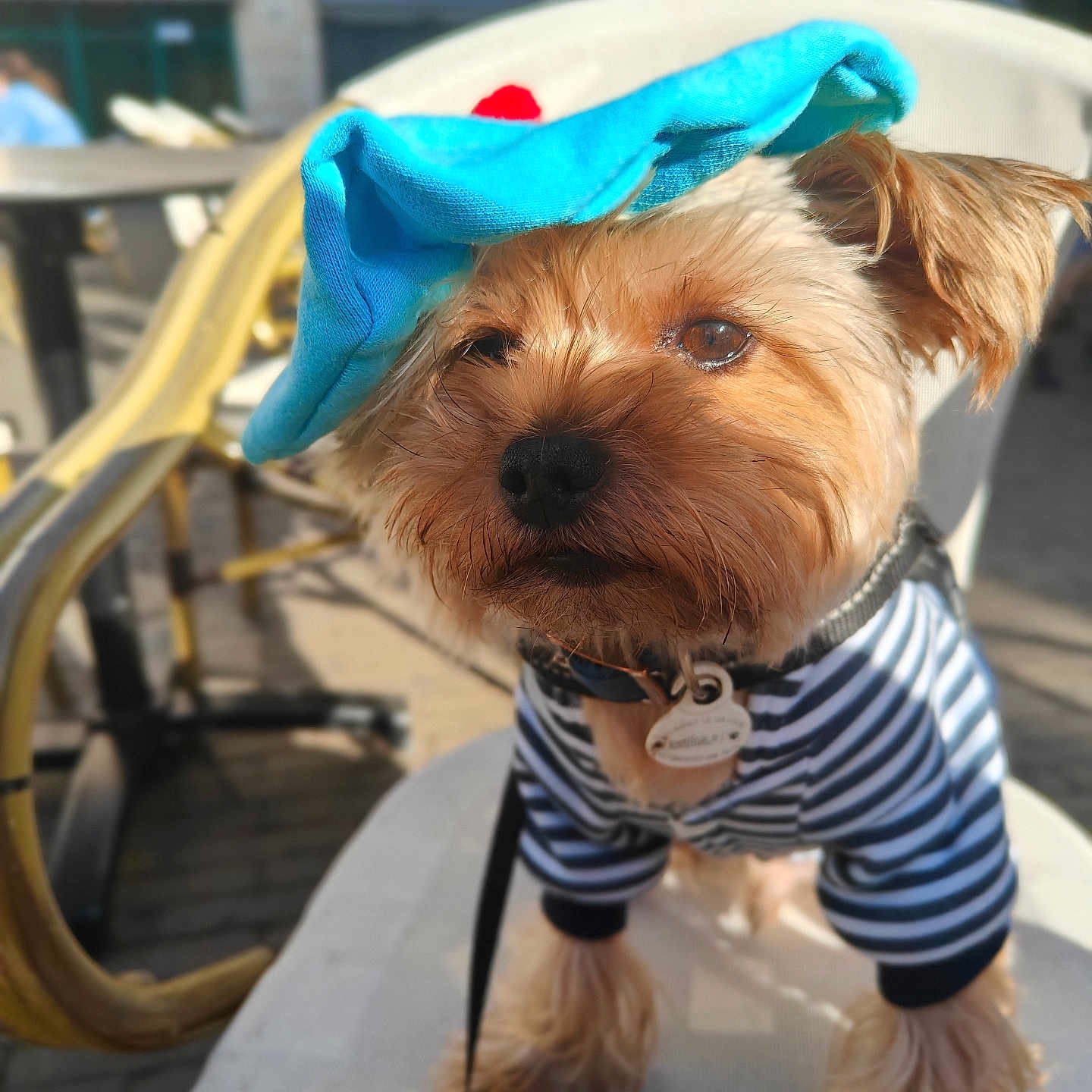 Rocky a rejoint le concours — aidez-le/la à gagner de superbes lots ! accessory, animal, blue_hat, canine, chair, closeup, cute, daylight, dog, fashion, fluffy, leash, outdoor, pet, pet_collar, portrait, small_dog, striped_shirt, sunlight, urban