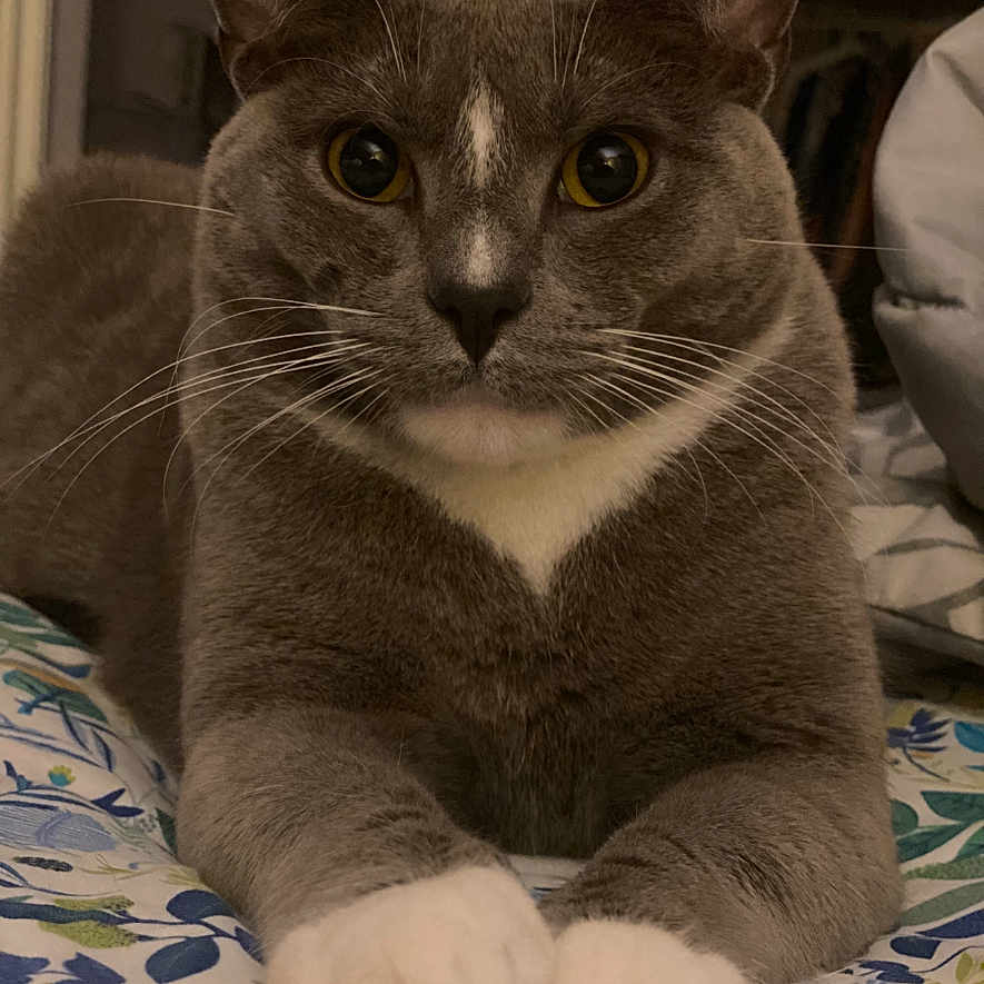 Shadow joined the competition — help win amazing prizes! abyssinian, animal, bed, bedroom, blanket, cat, computer, couch, electronics, furniture, homedecor, indoors, interiordesign, kitten, linen, manx, pet, quilt, room, siamese