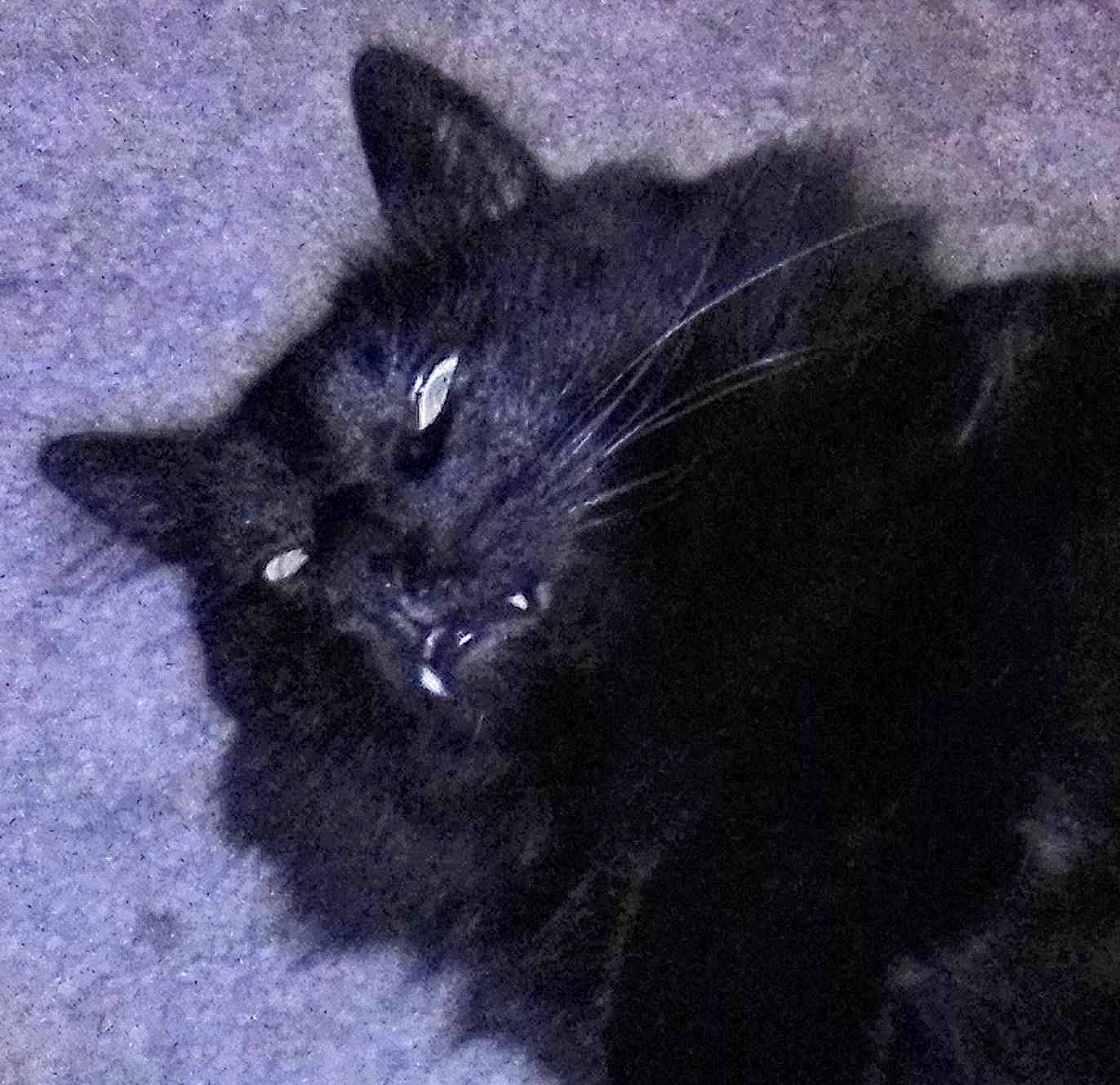 Titty Tat joined the competition — help win amazing prizes! black_cat, bombay, carnivore, cat, claw, domestic_short_haired_cat, electric_blue, felidae, fur, grey, small_to_medium_sized_cats, snout, tail, terrestrial_animal, whiskers