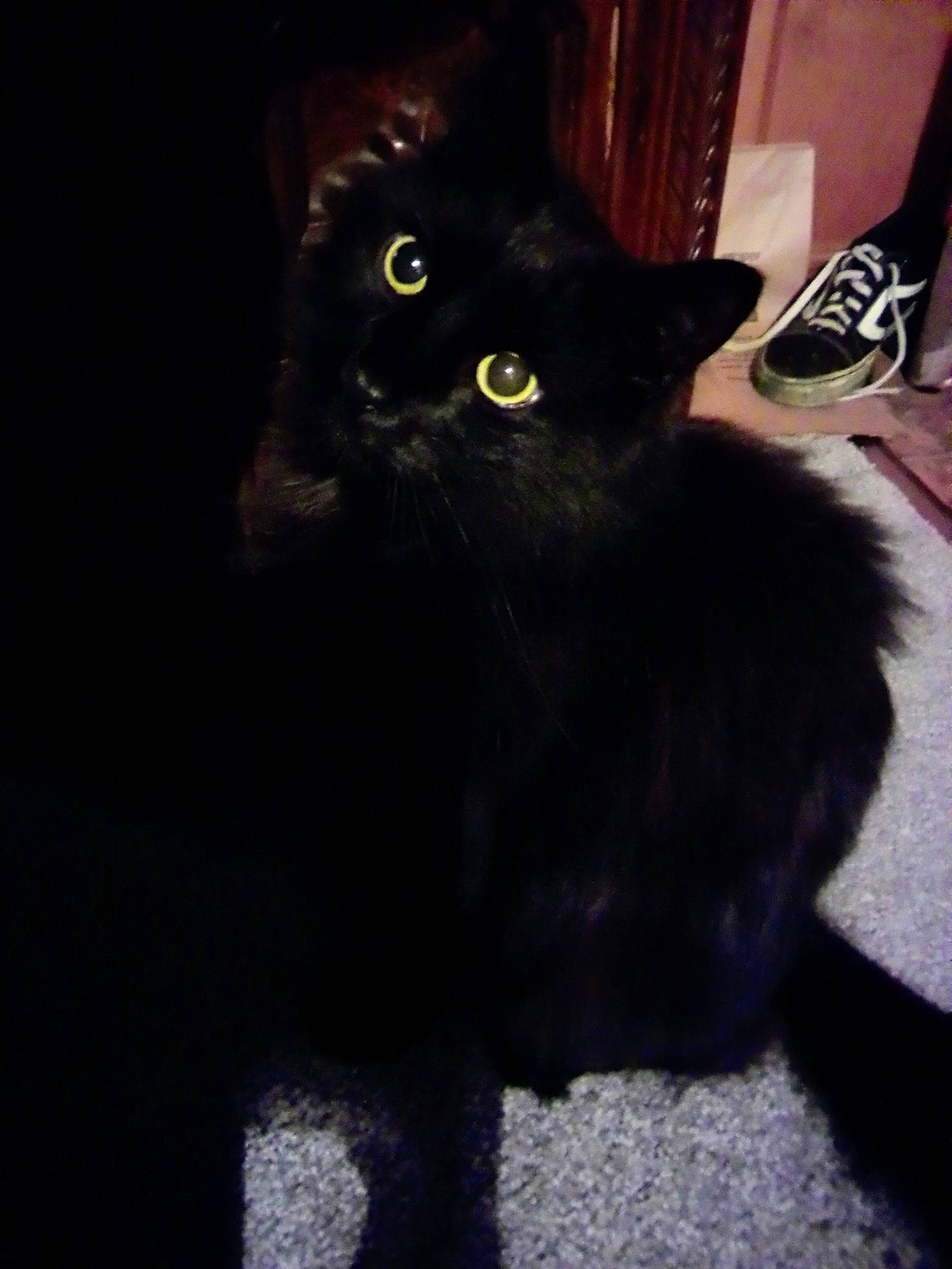 Titty Tat is registered to the contest to win money with this photo: black_cat, bombay, carnivore, cat, claw, domestic_short_haired_cat, electric_blue, eye, felidae, flooring, foot, fur, leg, paw, small_to_medium_sized_cats, snout, tail, terrestrial_animal, whiskers, window