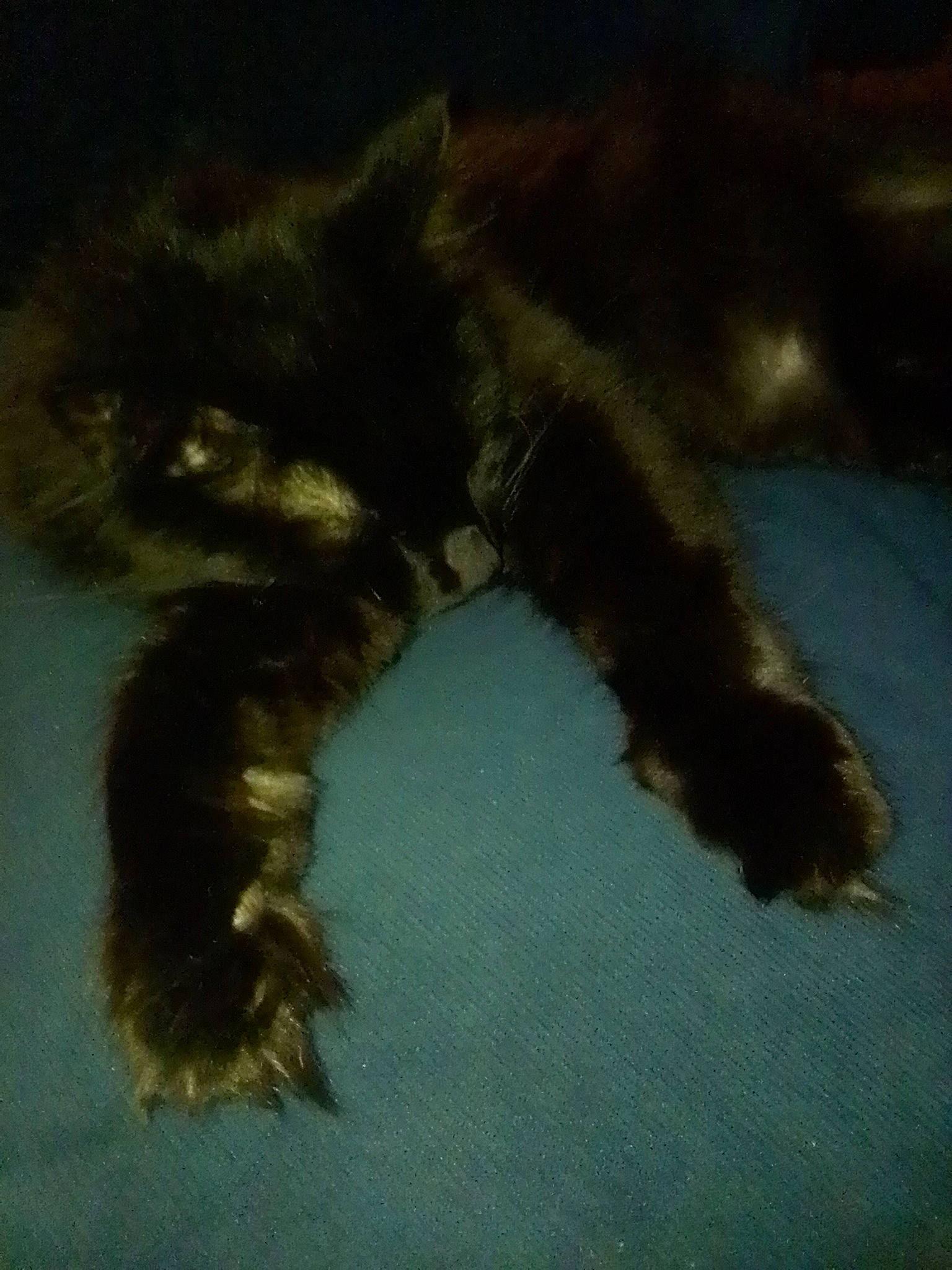 Titty Tat joined the competition — help win amazing prizes! canidae, carnivore, cat, claw, companion_dog, dog_breed, felidae, fur, liver, pattern, paw, small_to_medium_sized_cats, snout, sporting_group, tail, terrestrial_animal, whiskers, wildlife