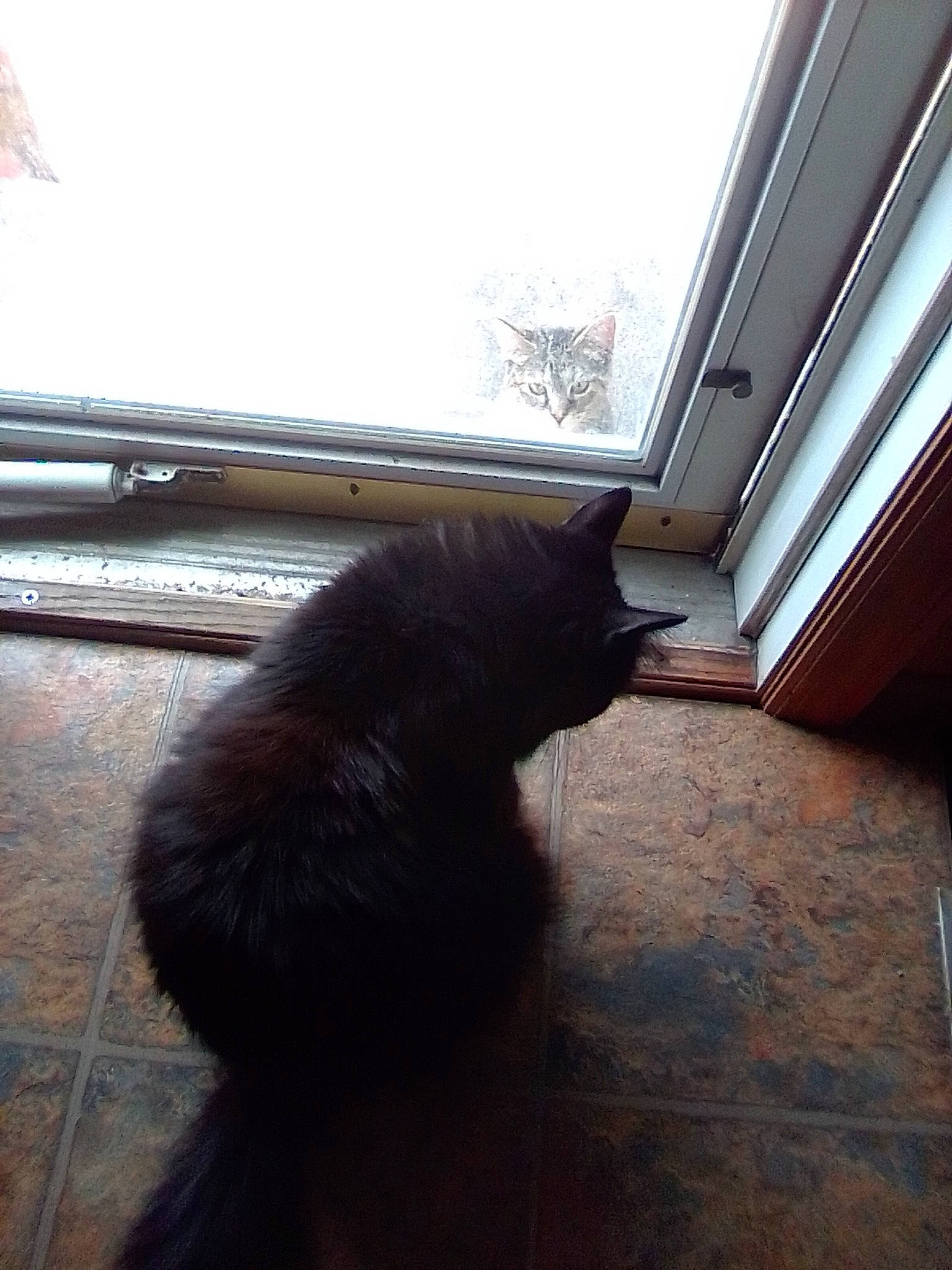 Titty Tat joined the competition — help win amazing prizes! black_cat, brown, carnivore, cat, domestic_short_haired_cat, felidae, flooring, fur, hardwood, house, mammal, roof, sky, small_to_medium_sized_cats, snout, tail, tints_and_shades, whiskers, window, wood