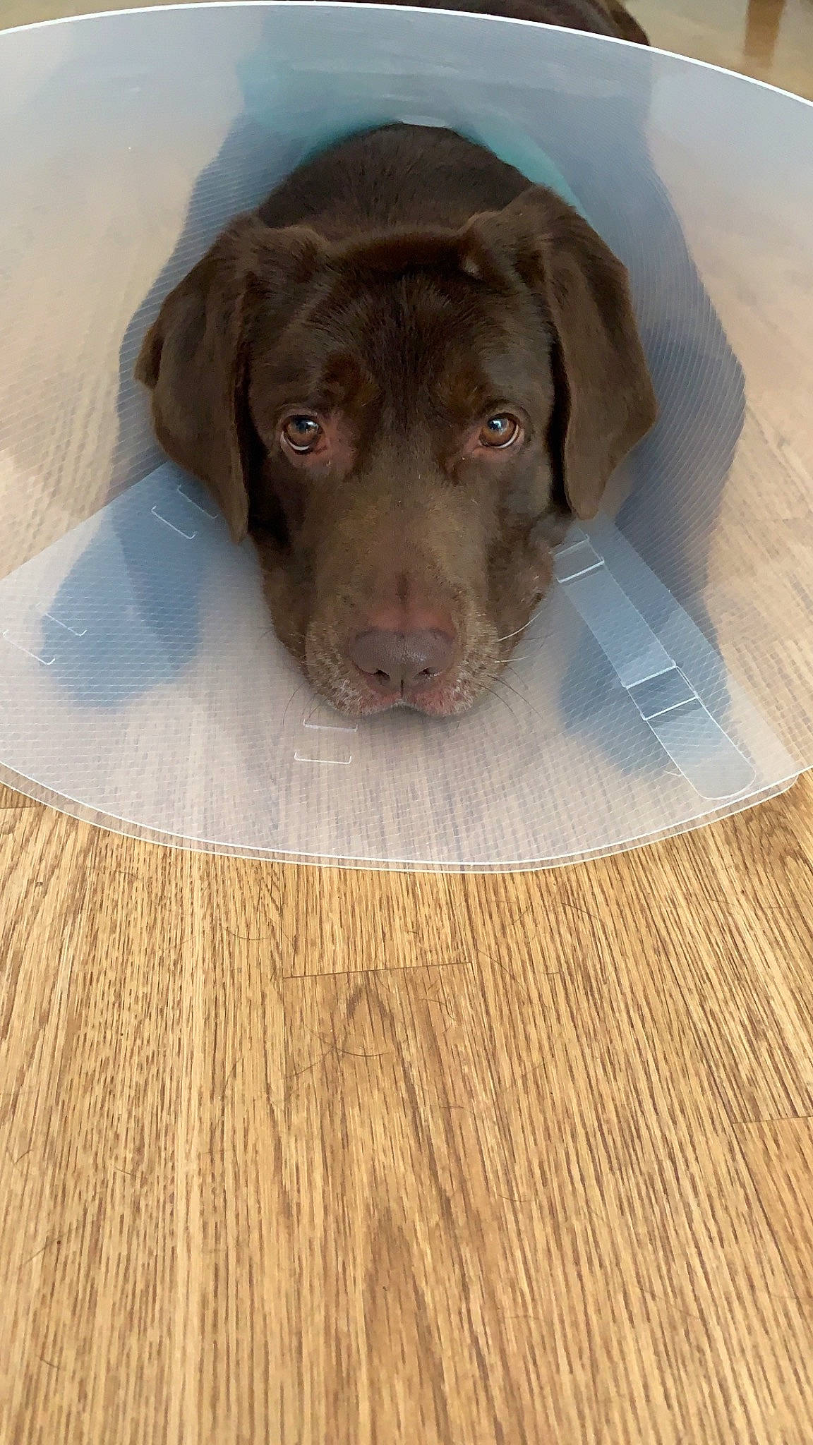 Boris a rejoint le concours — aidez-le/la à gagner de superbes lots ! beagador, canidae, carnivore, chesapeake_bay_retriever, dog, dog_breed, fawn, floor, gun_dog, hunting_dog, labrador_retriever, liver, mammal, pointing_breed, puppy, retriever, snout, sporting_group, vizsla