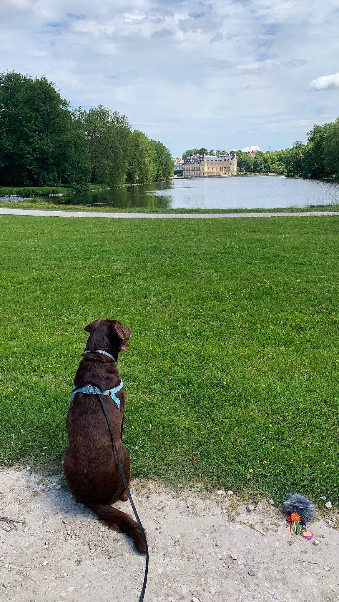 Boris a rejoint le concours — aidez-le/la à gagner de superbes lots ! american_pit_bull_terrier, canidae, carnivore, dog, dog_breed, dog_collar, dog_walking, fawn, grass, guard_dog, lawn, leash, non_sporting_group, patterdale_terrier, sporting_group, staffordshire_bull_terrier, tail, tree, water, working_dog