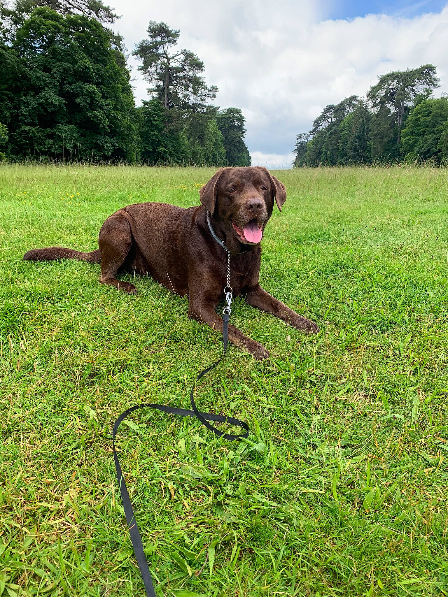 Boris participe au concours pour gagner de l'argent avec cette photo : canidae, carnivore, chesapeake_bay_retriever, dog, dog_breed, field_trial, german_longhaired_pointer, grass, gun_dog, hunting_dog, labrador_retriever, liver, mammal, plant, pointing_breed, pudelpointer, retriever, sporting_group, vertebrate, weimaraner