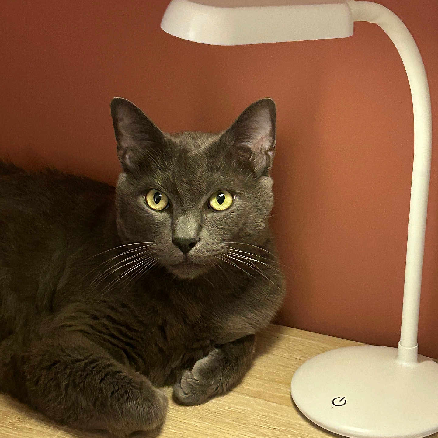 Olaf participe au concours pour gagner de l'argent avec cette photo : abyssinian, animal, blackcat, cat, chair, computerhardware, desk, electronics, furniture, hardware, hardwood, kitten, lamp, lampshade, manx, mouse, pet, table, tablelamp, wood