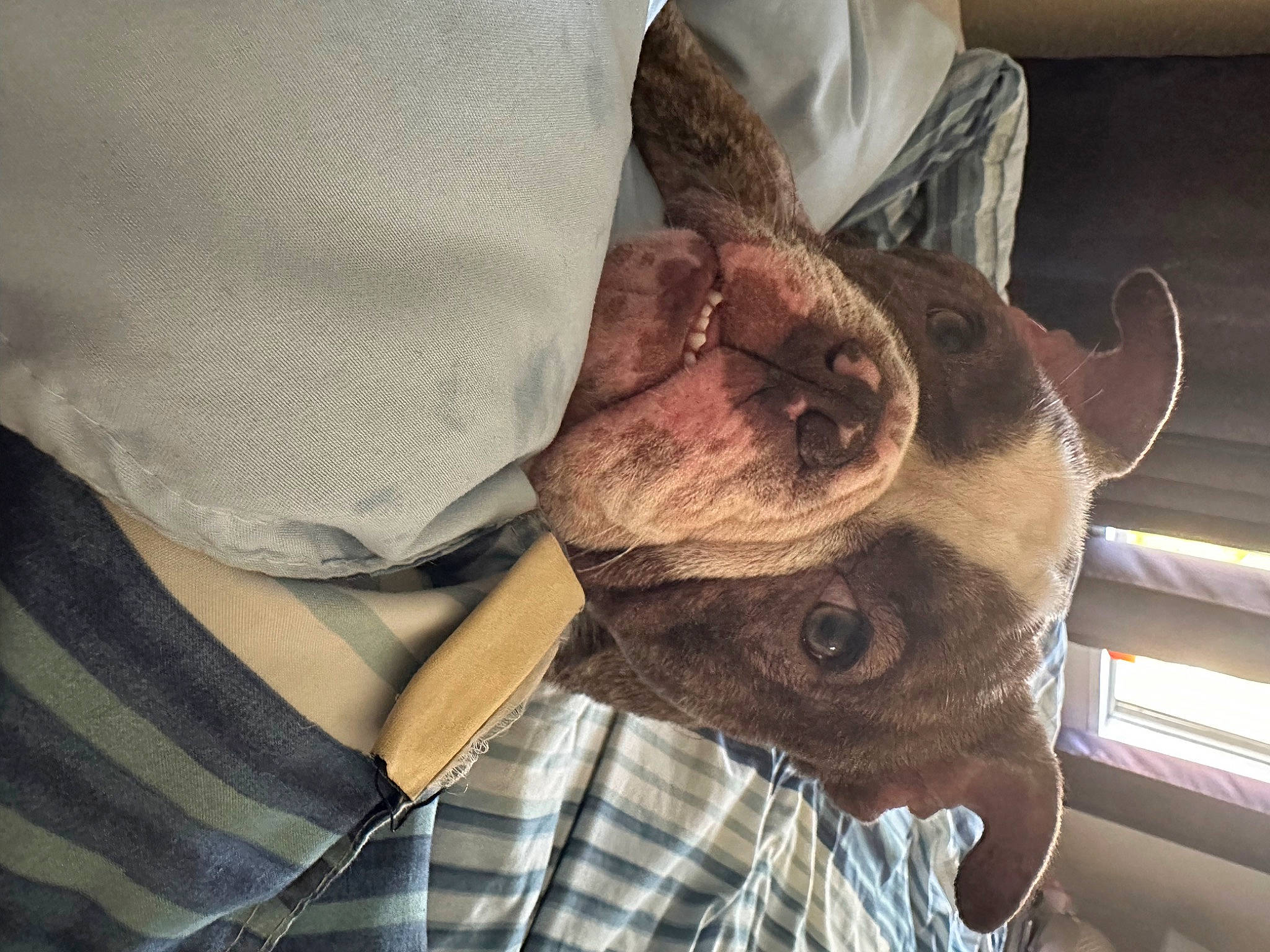 Mama joined the competition — help win amazing prizes! carnivore, comfort, companion_dog, dog, dog_breed, ear, fawn, fur, gesture, head, jaw, liver, pattern, plaid, selfie, sleeve, snout, tartan, working_animal, wrinkle