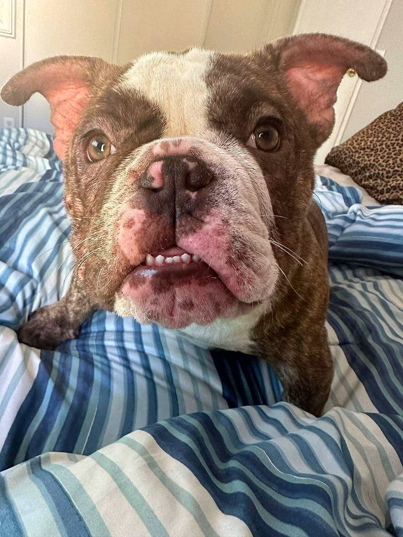 Mama is registered to the contest to win money with this photo: blue, canidae, carnivore, comfort, companion_dog, couch, dog, dog_breed, ear, fawn, fur, linens, liver, pattern, puppy, snout, sporting_group, terrestrial_animal, whiskers, working_animal