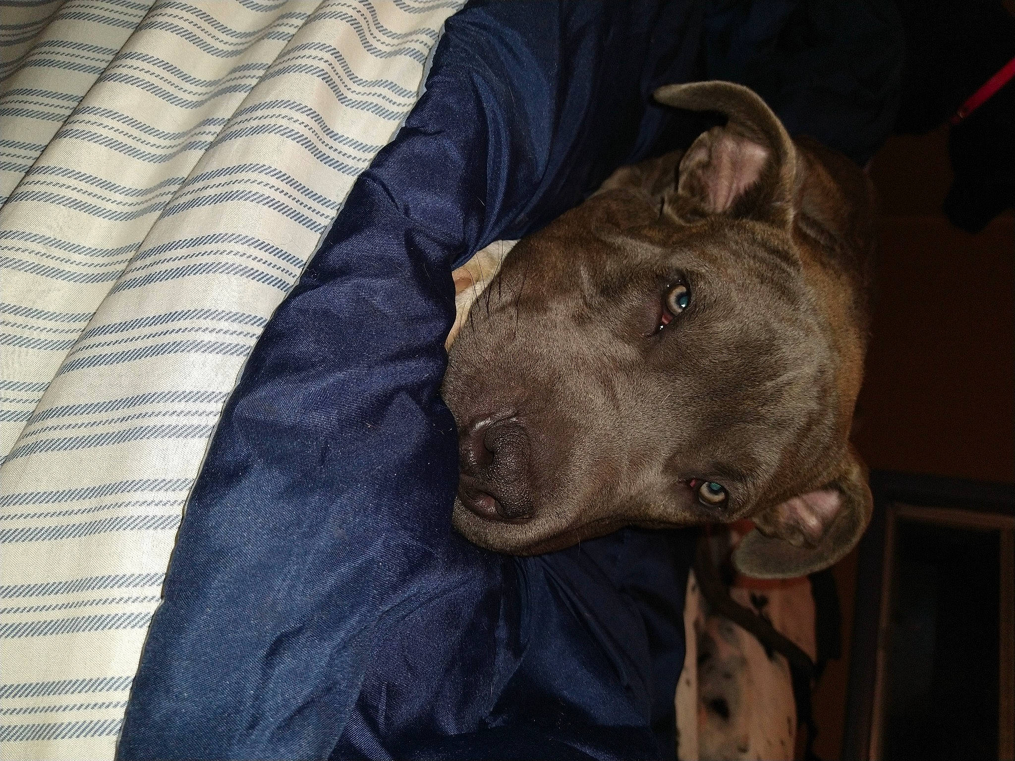 Ace is registered to the contest to win money with this photo: canidae, carnivore, comfort, companion_dog, dog, dog_breed, dog_collar, ear, fawn, fur, grey, guard_dog, jaw, liver, non_sporting_group, plaid, snout, sporting_group, whiskers, working_animal