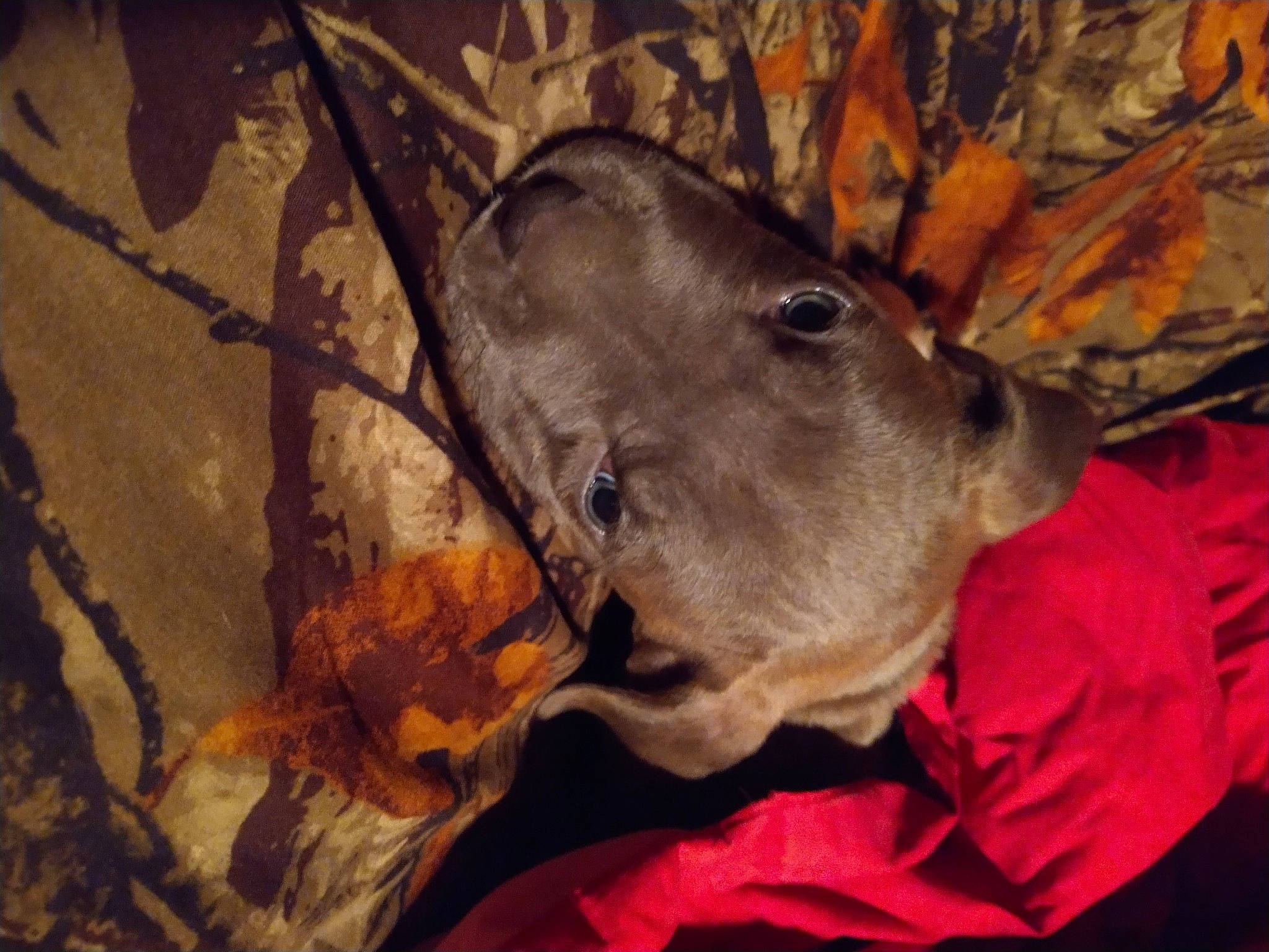 Ace joined the competition — help win amazing prizes! canidae, carnivore, collar, dog, dog_breed, ear, electric_blue, fur, liver, non_sporting_group, snout, sporting_group, terrestrial_animal, whiskers, wood, working_animal