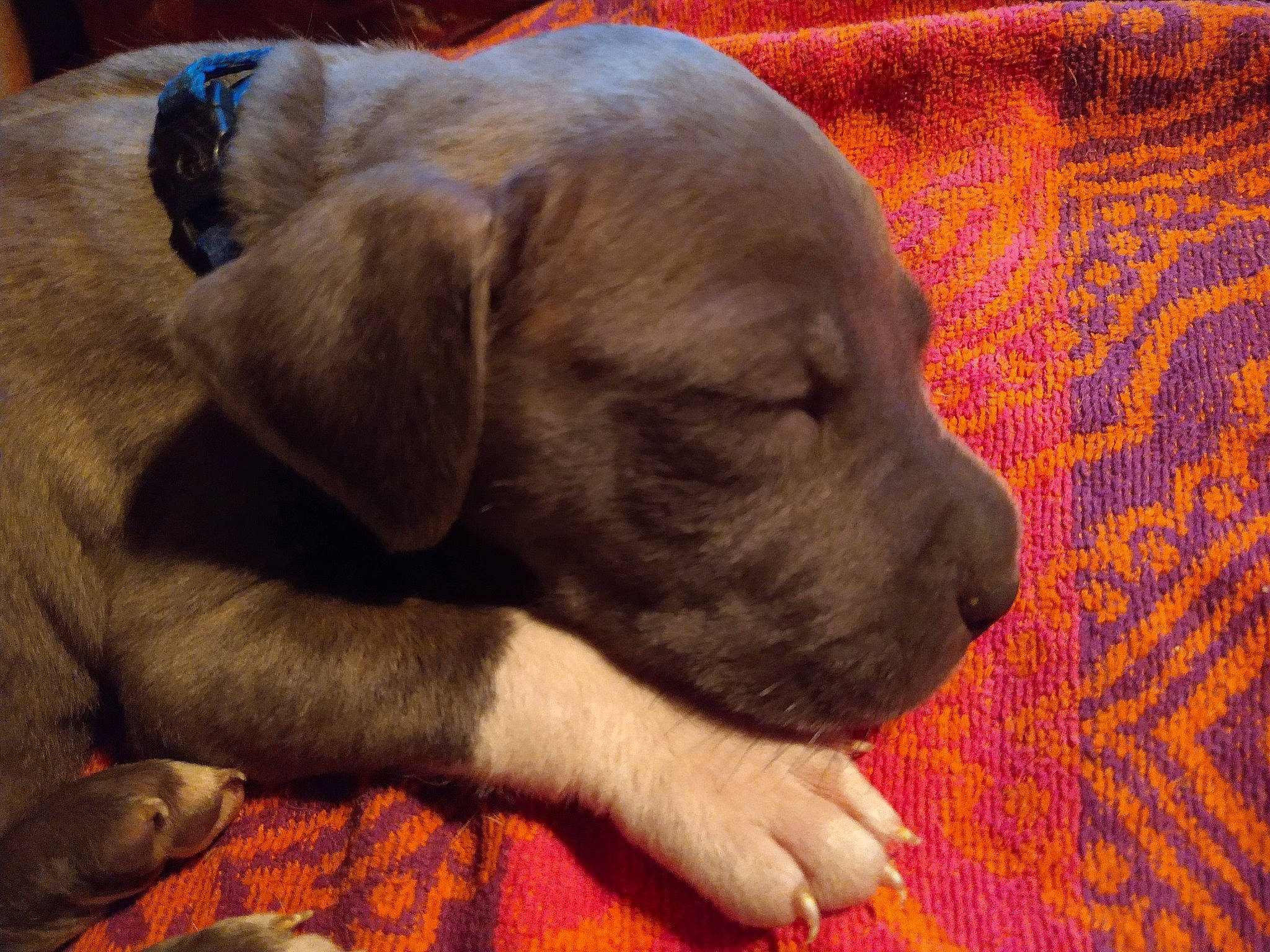 Ace joined the competition — help win amazing prizes! canidae, carnivore, comfort, companion_dog, dog, dog_breed, dog_supply, fur, gun_dog, liver, nap, non_sporting_group, pattern, paw, pet_supply, sporting_group, tableware, whiskers, working_animal, wrinkle