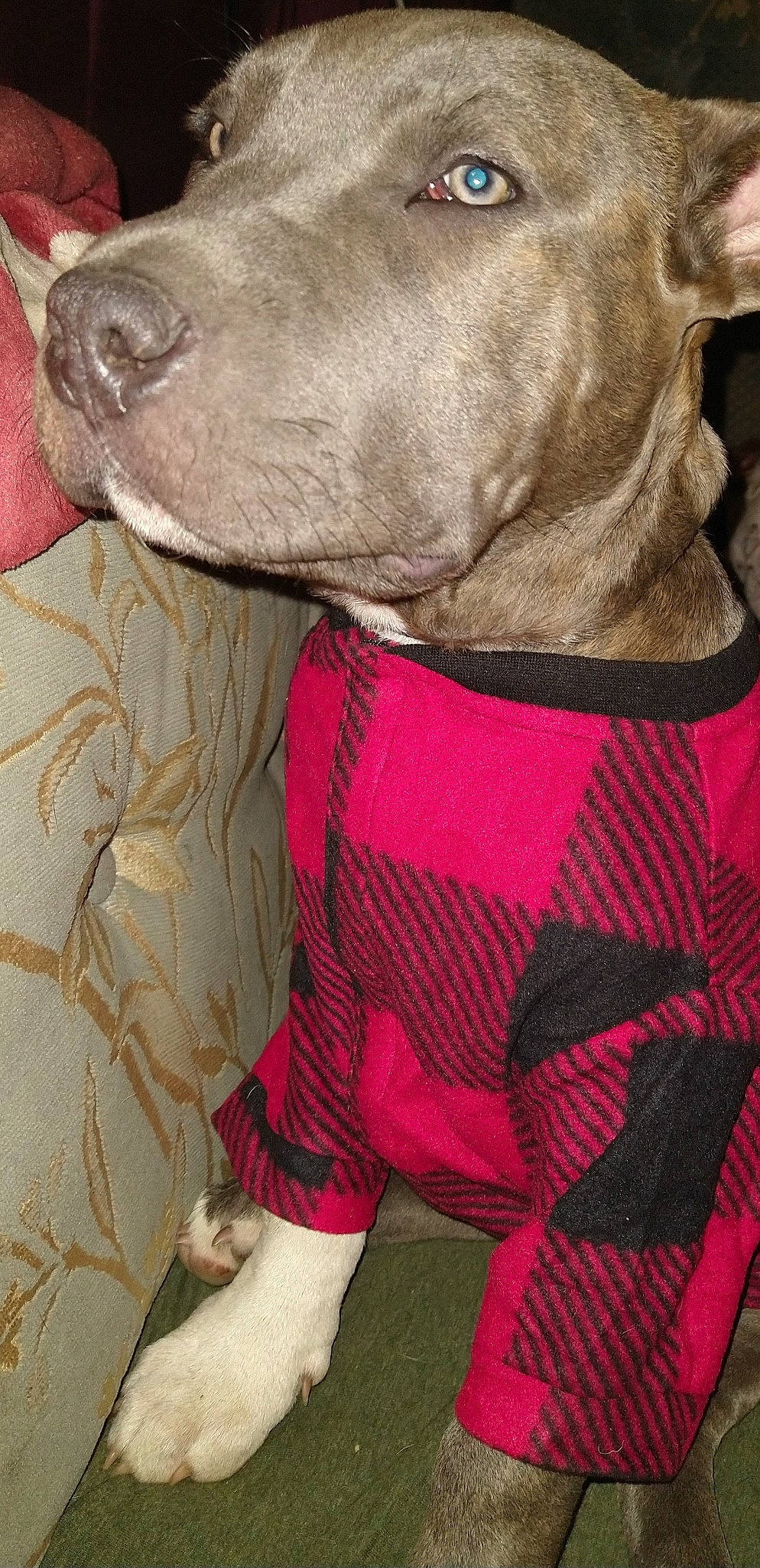 Ace is registered to the contest to win money with this photo: carnivore, collar, companion_dog, dog, dog_breed, dog_collar, fawn, fur, grey, human_leg, linens, liver, magenta, pattern, pink, plaid, sleeve, tartan, whiskers, working_animal