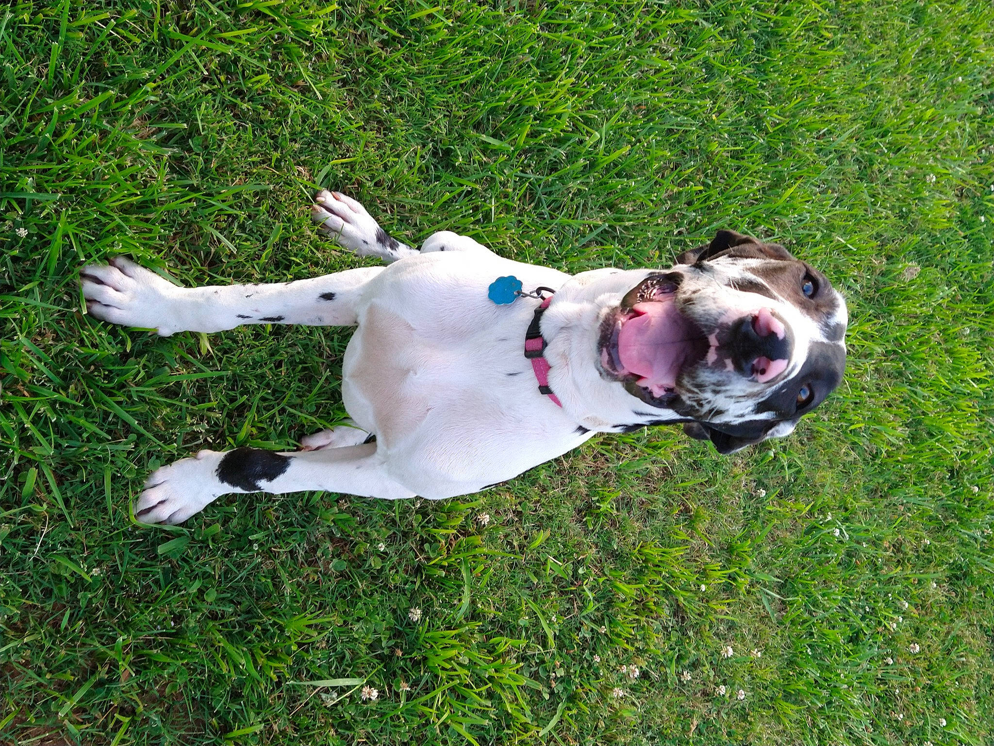 Sakari is registered to the contest to win money with this photo: canidae, carnivore, collar, companion_dog, dog, dog_breed, dog_collar, dog_supply, fashion_accessory, fawn, grass, leash, non_sporting_group, pet_supply, snout, sporting_group, tail, toy, working_animal, working_dog