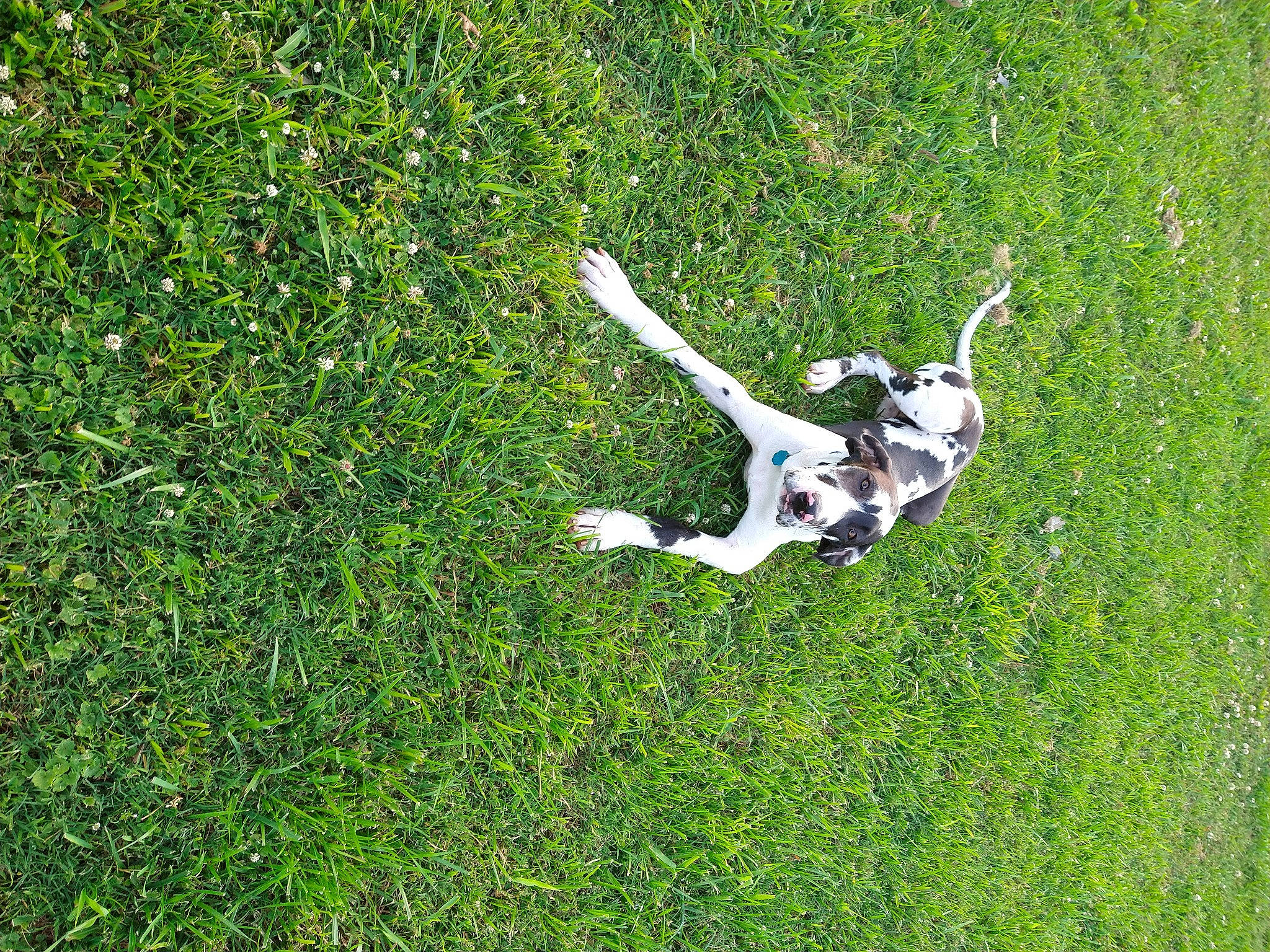 Sakari joined the competition — help win amazing prizes! artificial_turf, canidae, carnivore, companion_dog, dog, dog_breed, field, grass, grassland, groundcover, hunting_dog, leisure, pasture, people_in_nature, plant, shrub, slope, sporting_group, tail