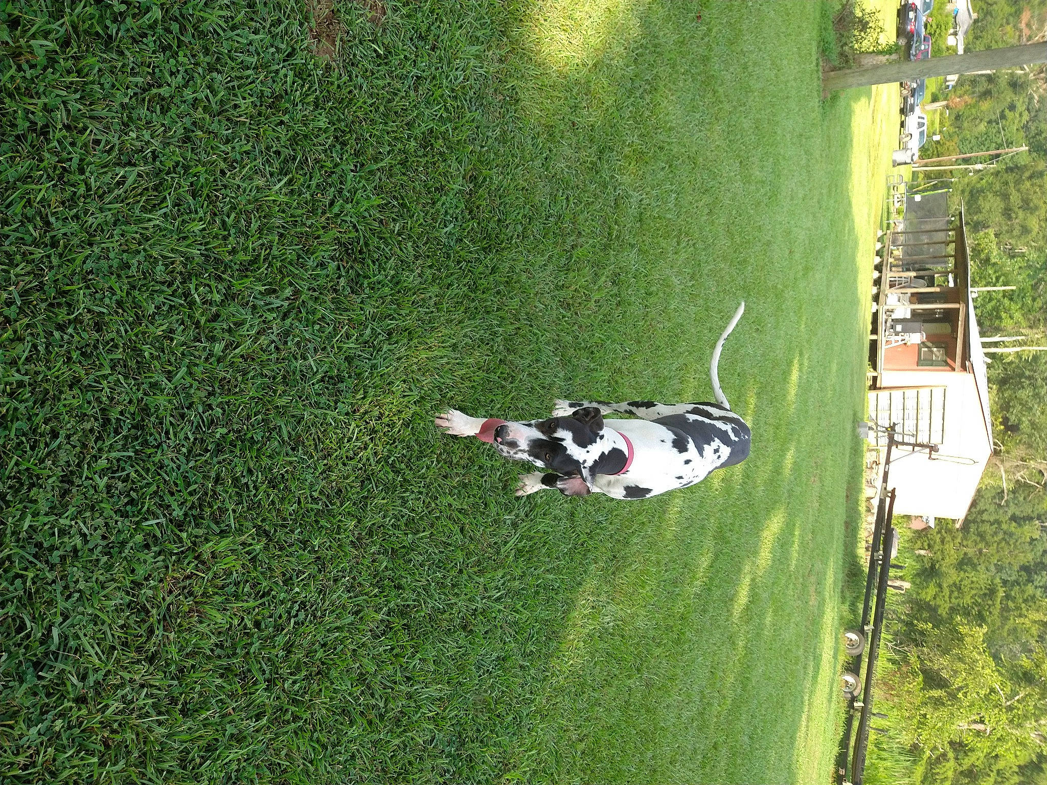 Sakari joined the competition — help win amazing prizes! aerial_photography, artificial_turf, extreme_sport, flooring, grass, grass_family, grassland, landscape, leisure, meadow, pasture, plant, recreation, shrub, slope, sports, tree, trunk, vehicle, yard