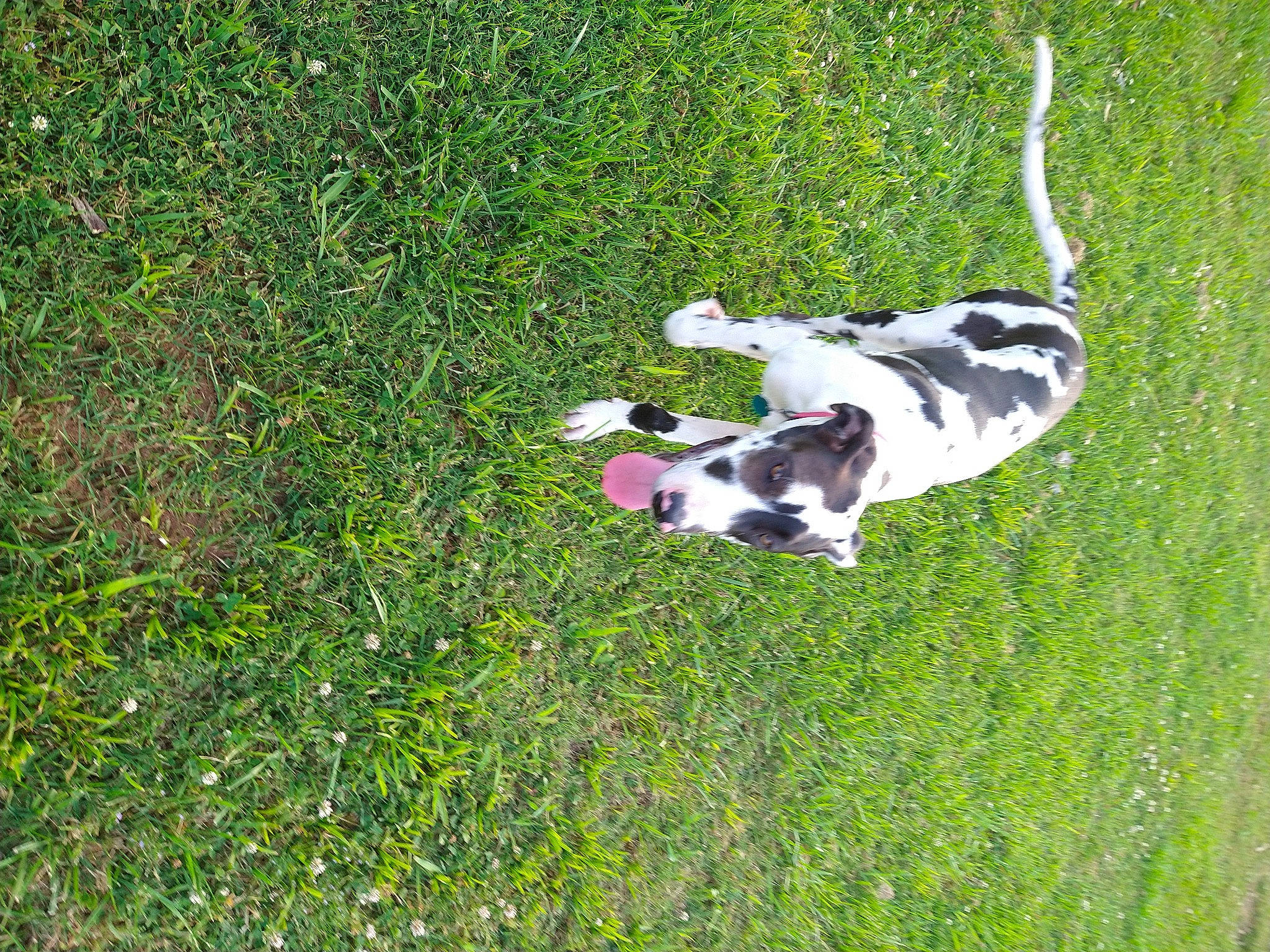 Sakari is registered to the contest to win money with this photo: carnivore, companion_dog, dalmatian, dog, dog_breed, grass, grass_family, grassland, groundcover, herbaceous_plant, lawn, meadow, pasture, plant, recreation, shrub, sporting_group, tail, tree, working_dog