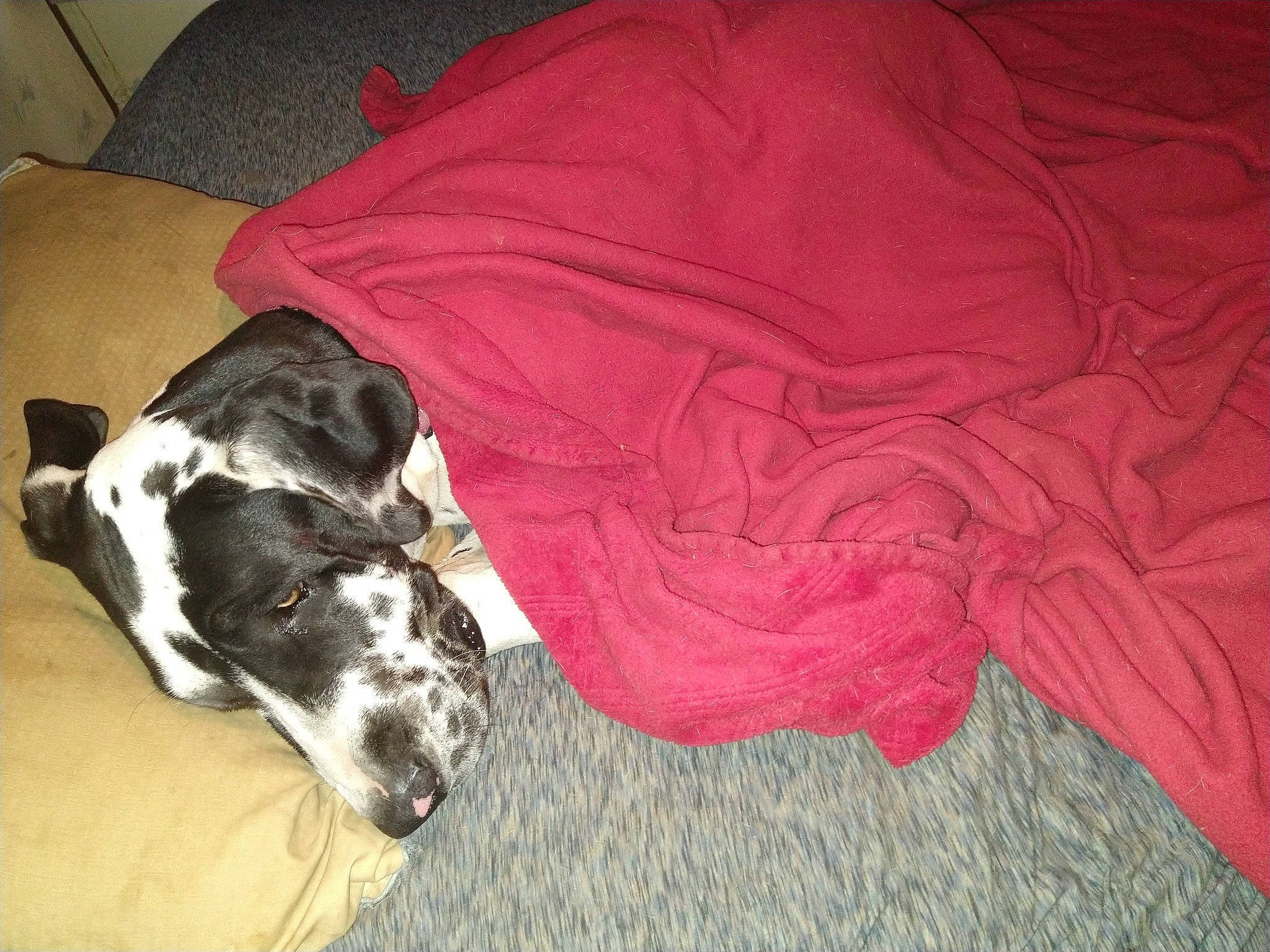 Sakari is registered to the contest to win money with this photo: canidae, carnivore, comfort, companion_dog, couch, dog, dog_breed, dog_supply, fawn, fur, grey, linens, nap, sighthound, sleeve, snout, sporting_group, tail, whiskers, working_animal