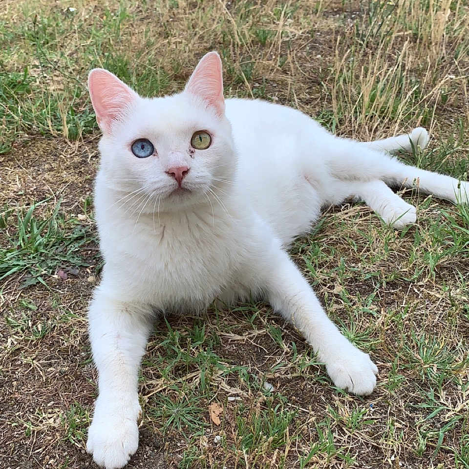 Olaf a rejoint le concours — aidez-le/la à gagner de superbes lots ! angora, animal, cat, field, grass, grassland, green, kitten, lawn, manx, nature, outdoors, pet, plant, siamese, soil, tree, vegetation, white, yard