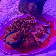 Sophie joined the competition — help win amazing prizes! kitten, cat, food, plate, dipping_sauce, potatoes, fried_food, bed, blanket, purple_lighting, indoor, animal, cute, meal, snack, pet, tableware, closeup, cozy, curious