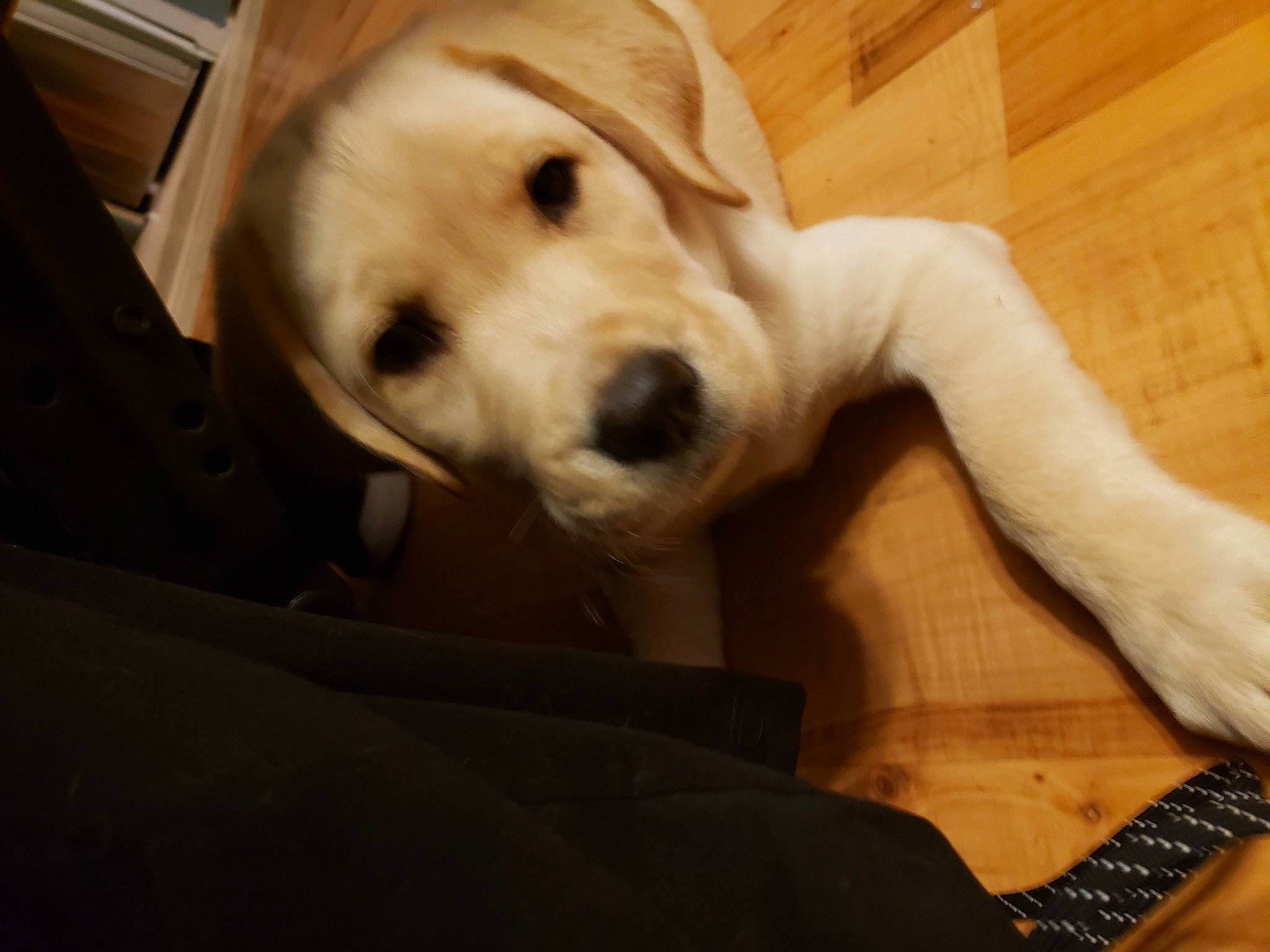 Charlie joined the competition — help win amazing prizes! canidae, carnivore, comfort, companion_dog, dog, dog_breed, dog_supply, fur, labrador_retriever, pet_supply, puppy, retriever, snout, soccer_ball, sporting_group, terrestrial_animal, vertebrate, whiskers, working_animal, working_dog