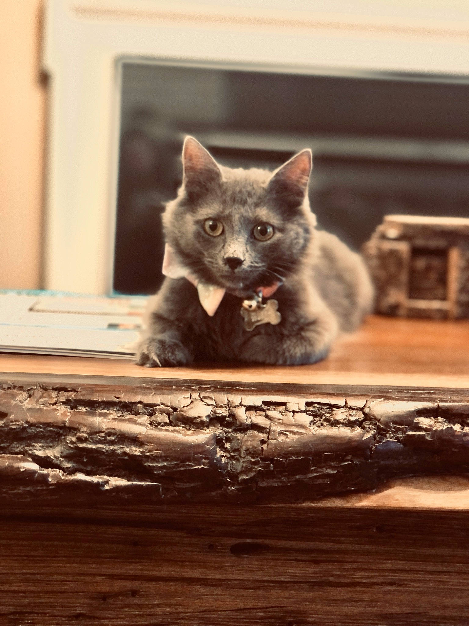 Basil joined the competition — help win amazing prizes! carnivore, cat, claw, comfort, electric_blue, fawn, felidae, fur, grey, hardwood, russian_blue, sitting, small_to_medium_sized_cats, snout, tail, terrestrial_animal, whiskers, wildlife, window, wood