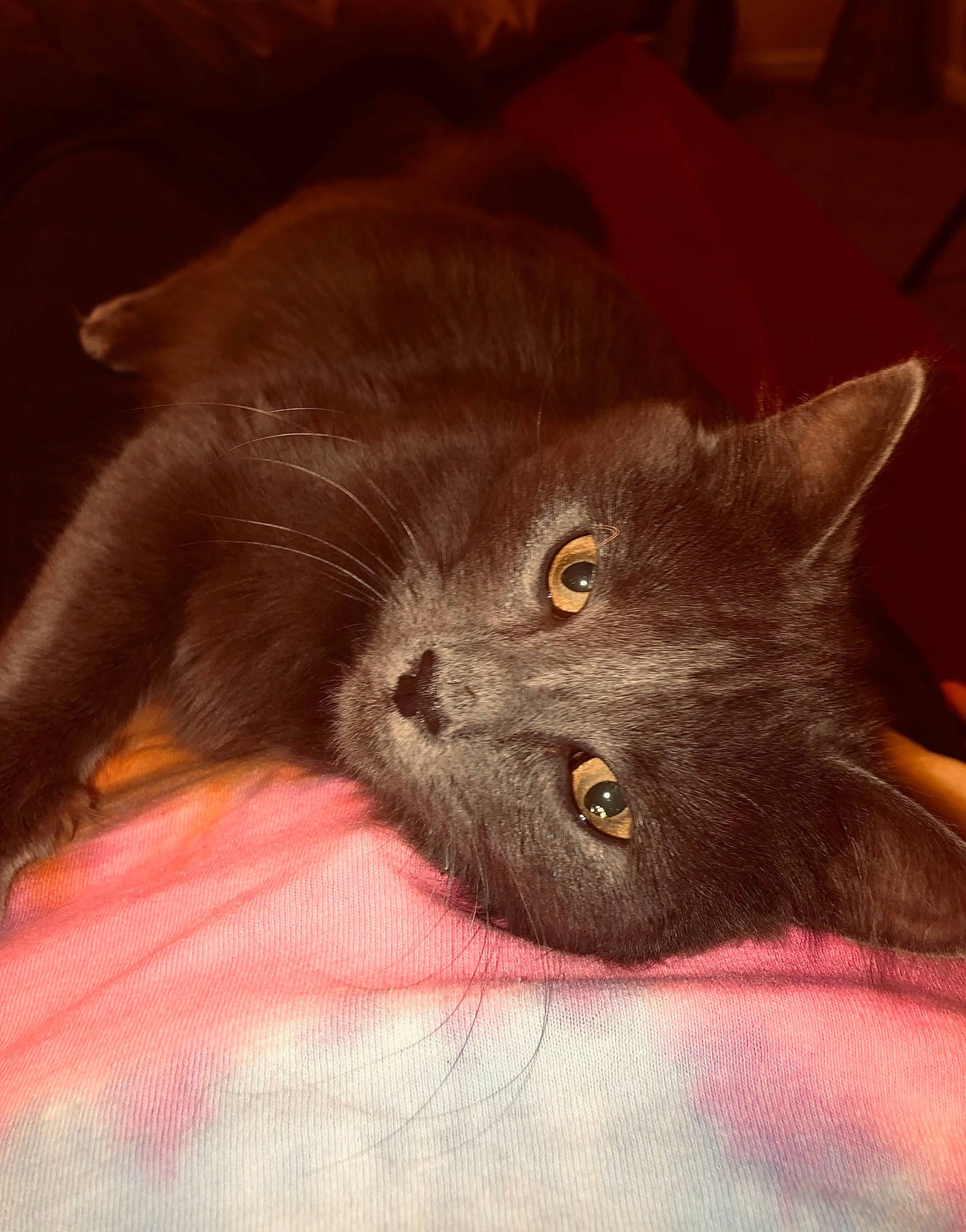 Basil is registered to the contest to win money with this photo: black_cat, carnivore, cat, claw, comfort, domestic_short_haired_cat, felidae, fur, havana_brown, russian_blue, small_to_medium_sized_cats, snout, tail, terrestrial_animal, whiskers