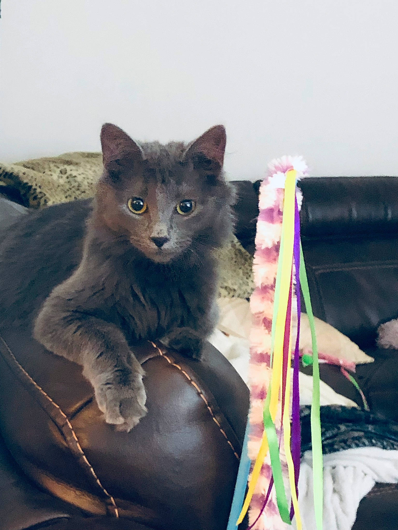 Basil joined the competition — help win amazing prizes! black_cat, carnivore, cat, cat_supply, comfort, domestic_short_haired_cat, felidae, fur, grey, magenta, paw, russian_blue, sitting, small_to_medium_sized_cats, snout, tail, whiskers