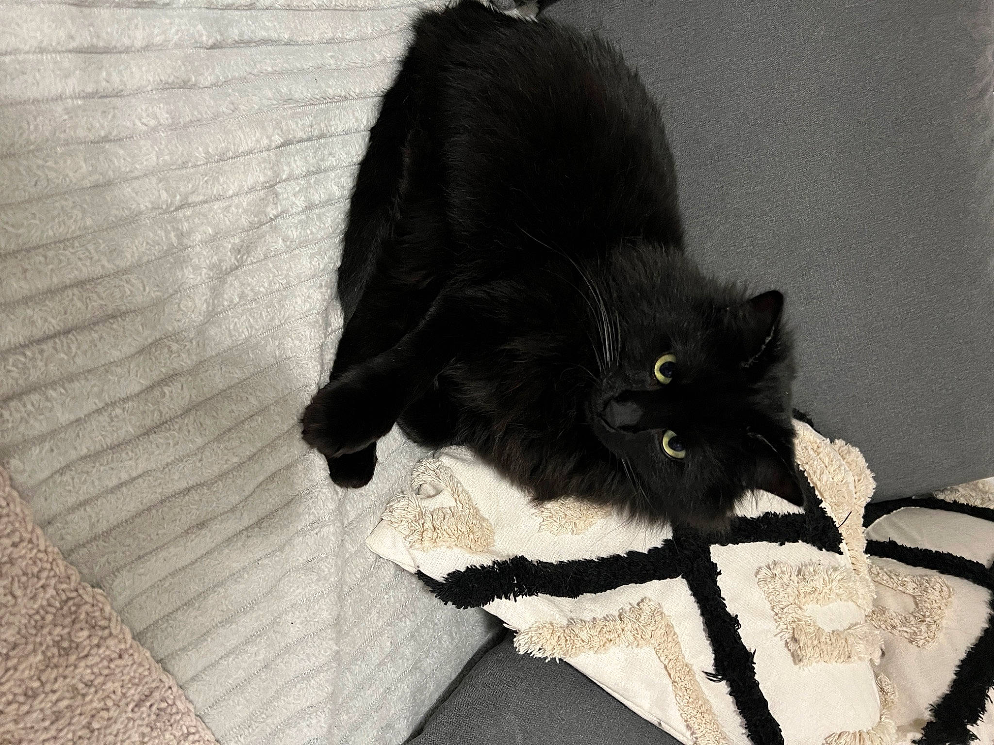 Zïne a rejoint le concours — aidez-le/la à gagner de superbes lots ! black_cat, bombay, carnivore, cat, claw, comfort, domestic_short_haired_cat, felidae, flooring, fur, grey, linens, paw, shadow, small_to_medium_sized_cats, snout, tail, terrestrial_animal, tints_and_shades, whiskers