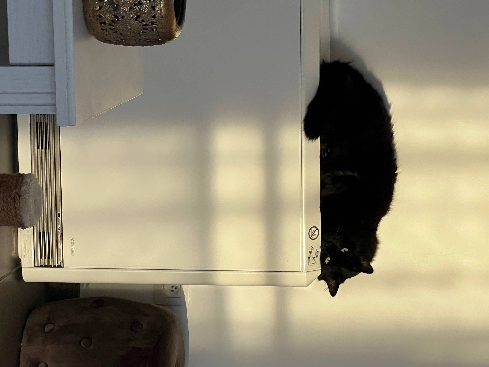 Zïne participe au concours pour gagner de l'argent avec cette photo : cat, darkness, felidae, fur, glass, lamp, lampshade, light_fixture, metal, monochrome, monochrome_photography, room, shadow, small_to_medium_sized_cats, still_life_photography, tail, tints_and_shades, whiskers, window, wood