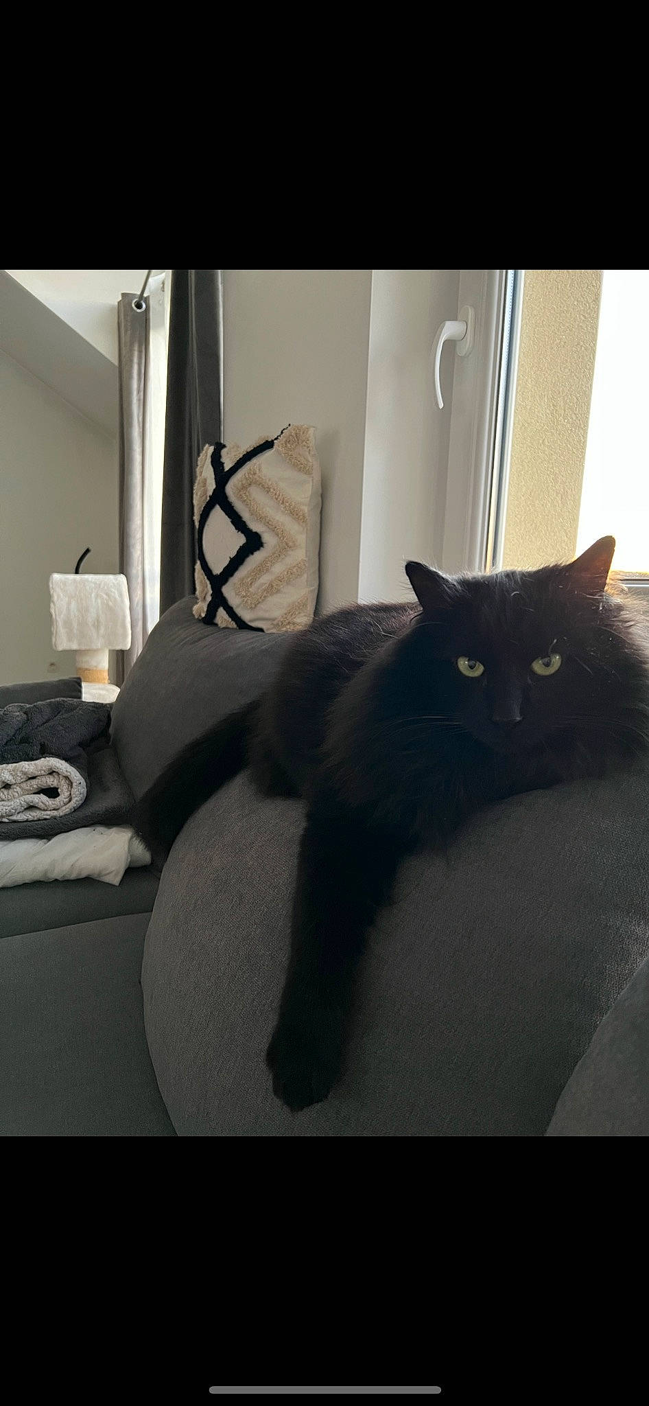 Zïne a rejoint le concours — aidez-le/la à gagner de superbes lots ! black_cat, carnivore, cat, comfort, domestic_short_haired_cat, felidae, flooring, fur, grey, hardwood, interior_design, linens, room, small_to_medium_sized_cats, snout, tail, tints_and_shades, whiskers, window, wood