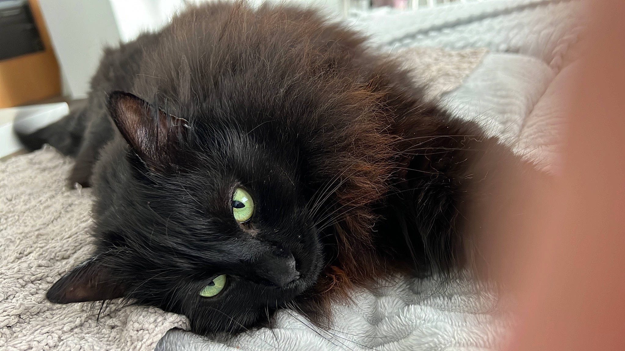 Zïne a rejoint le concours — aidez-le/la à gagner de superbes lots ! black_cat, bombay, carnivore, cat, claw, comfort, domestic_short_haired_cat, felidae, fur, paw, small_to_medium_sized_cats, snout, tail, terrestrial_animal, whiskers