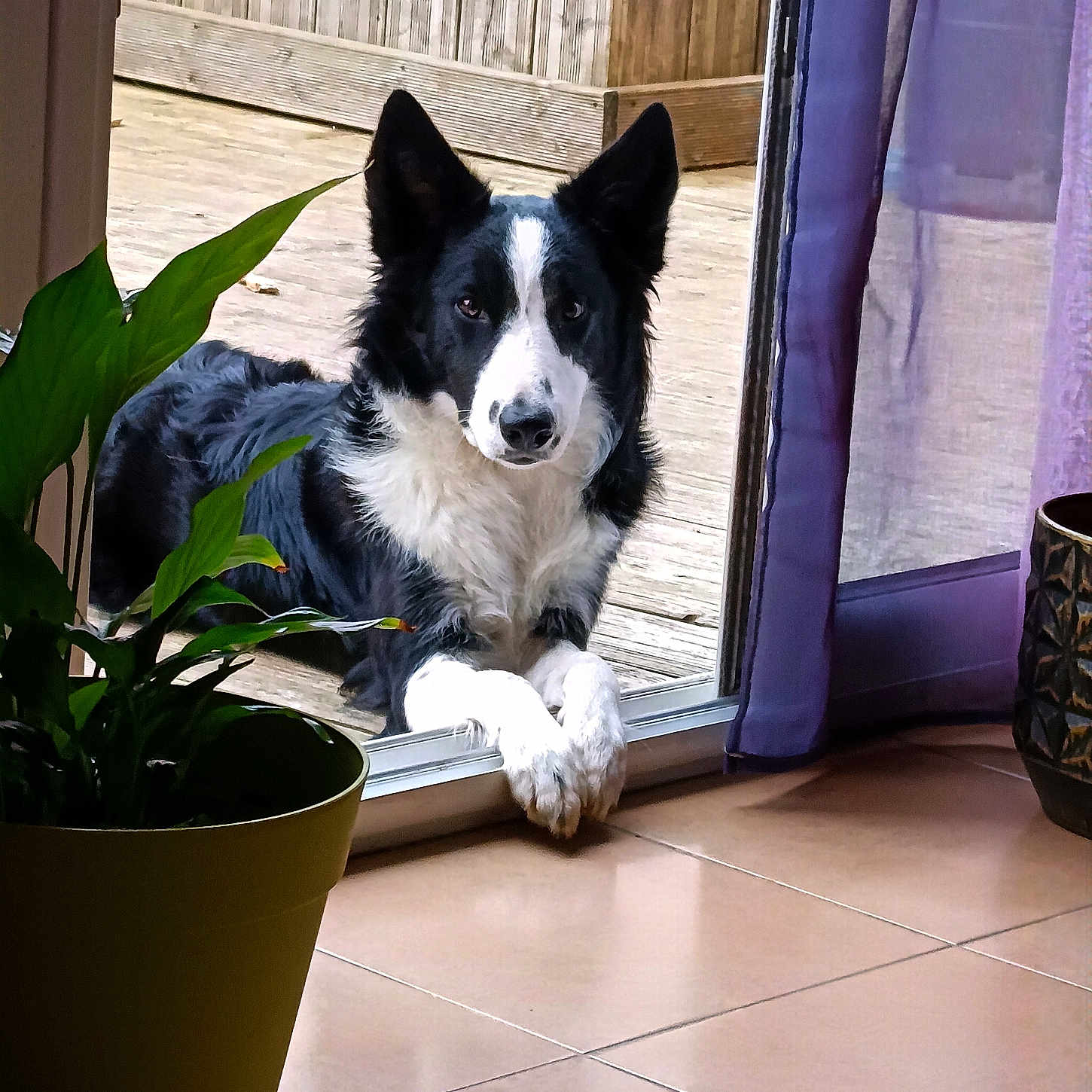 Venus a rejoint le concours — aidez-le/la à gagner de superbes lots ! animal, canine, collie, cookware, dog, flagstone, flower, flowerarrangement, hardwood, husky, indoors, interiordesign, path, pet, plant, pot, pottedplant, pottery, walkway, wood