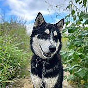 Winston is registered to the contest to win money with this photo: dog, husky, black_and_white, outdoor, nature, plants, flowers, path, leash, collar, smiling, portrait, canine, fur, happy, sky, clouds, greenery, animal, pet