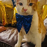 Ollie is registered to the contest to win money with this photo: cat, orange_and_white_cat, bow_tie, blue_bow_tie, leather_couch, balloons, gold_balloons, blue_balloon, party_decorations, indoor, pet, feline, celebration, festive, close_up, sitting, whiskers, cute, domestic_cat, animal