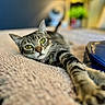 Kisa is registered to the contest to win money with this photo: cat, tabby_cat, pet, animal, feline, stretching, paw, bedroom, blanket, soft_texture, lamp, indoor, cozy, green_plant, blurred_background, relaxed, close_up, fur, whiskers, yellow_eyes