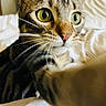 Kisa is registered to the contest to win money with this photo: cat, tabby_cat, close_up, paw, whiskers, green_eyes, curious, pet, feline, indoor, bed, blanket, soft_light, animal, mammal, fur, cute, domestic_cat, portrait, whisker