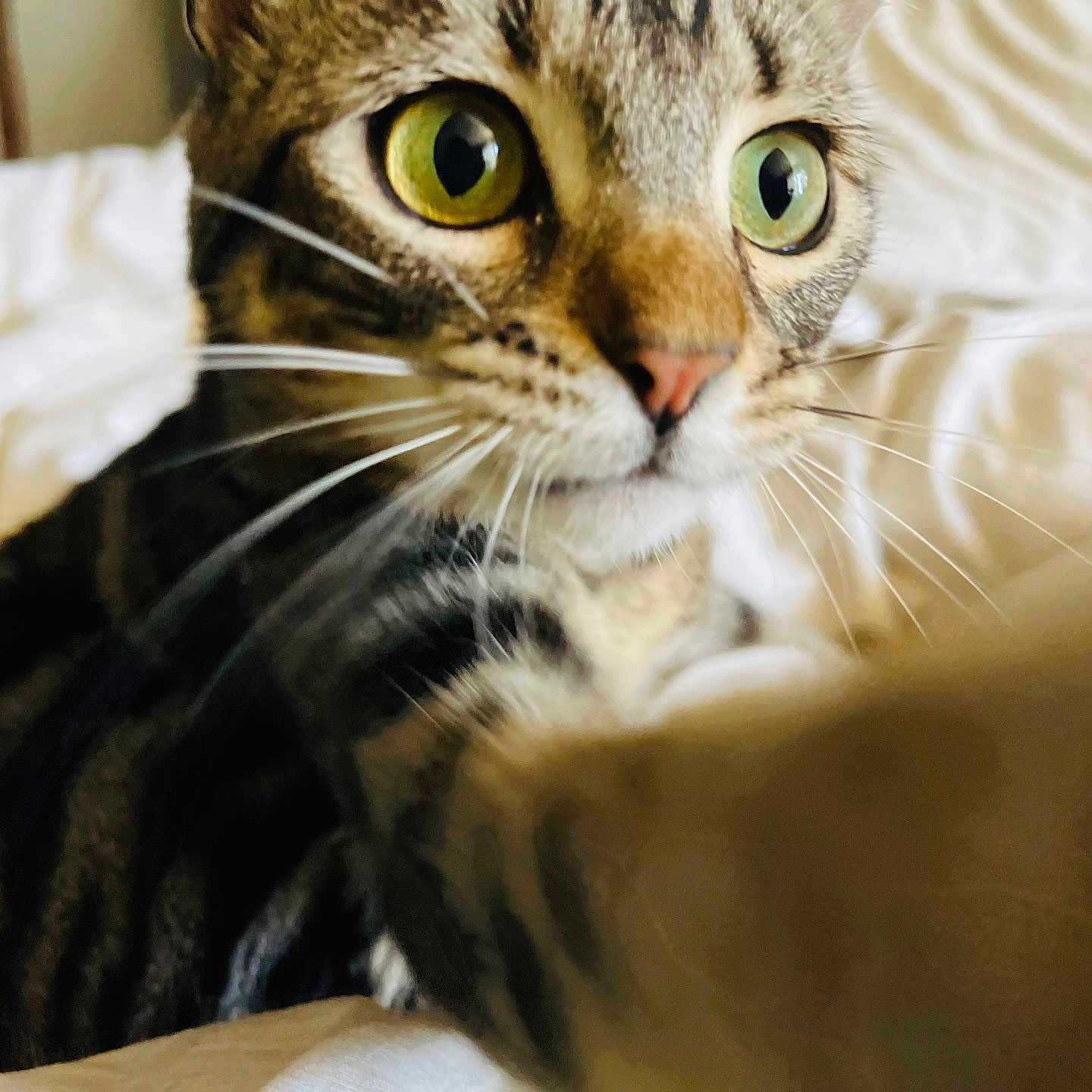 Kisa