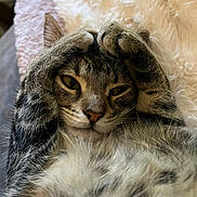 Kisa is registered to the contest to win money with this photo: cat, tabby, paw, face, close_up, fur, whiskers, relaxed, cute, pet, animal, sleepy, cozy, indoor, soft, blanket, cute_pose, resting, mammal, feline