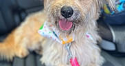 Penny joined the competition — help win amazing prizes! animal, bandana, canine, car_seat, closeup, companionship, cute, dog, domestic_animal, fluffy, friendly, fur, happy, indoor, leash, leisure, pet, portrait, sitting, tongue_out