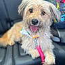 dog, pet, canine, fluffy, happy, tongue_out, bandana, leash, car_seat, indoor, closeup, fur, animal, companionship, cute, friendly, portrait, sitting, domestic_animal, leisure