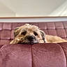 dog, couch, indoor, relaxed, fluffy, resting, mauve, furniture, pet, animal, sleepy, calm, closeup, soft, fur, home, cozy, portrait, focus, background_blur